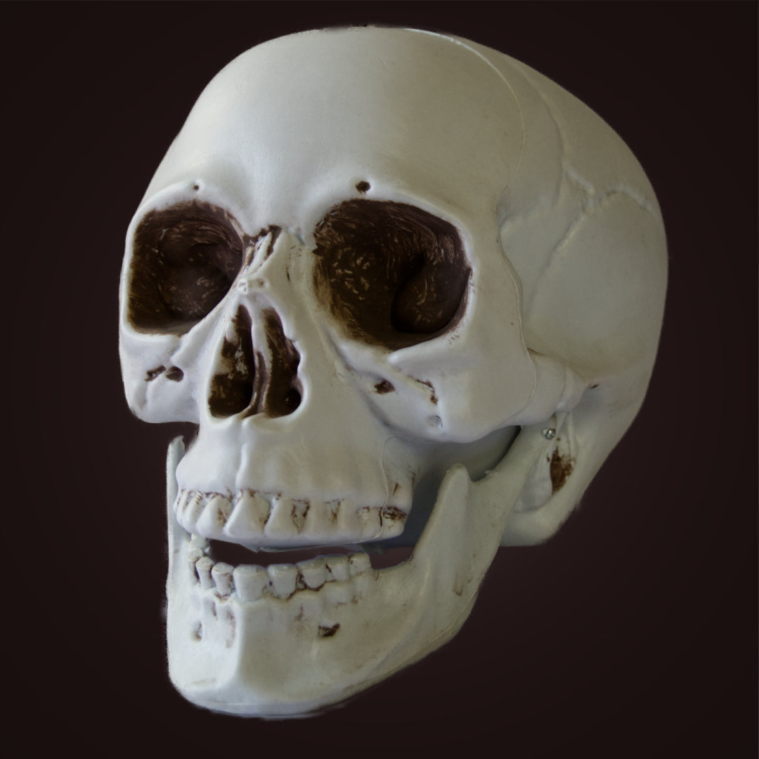 White Plastic Skull - Life Size